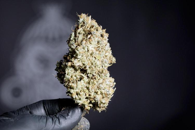 Dognabis 035 Permanent Marker (Zamnesia). Week 13 - PM #2