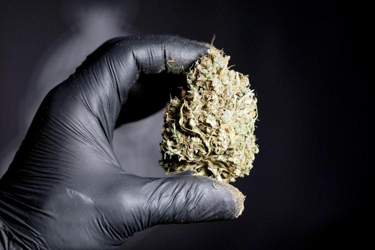 Dognabis 035 Permanent Marker (Zamnesia). Week 13 - PM #2