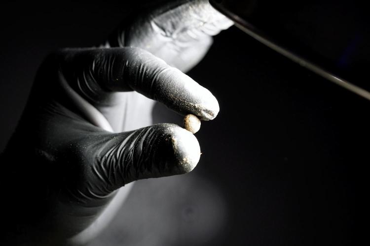 Dognabis 035 Permanent Marker (Zamnesia). Week 13 - PM #2