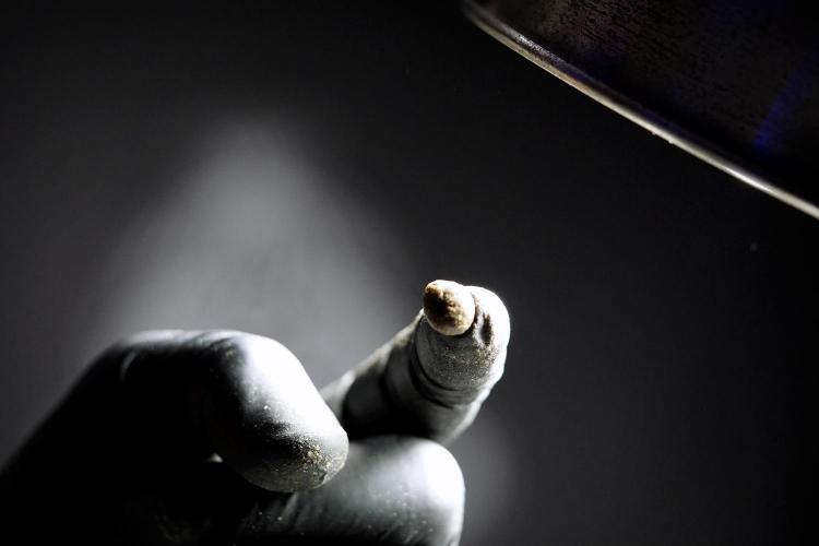 Dognabis 035 Permanent Marker (Zamnesia). Week 13 - PM #2