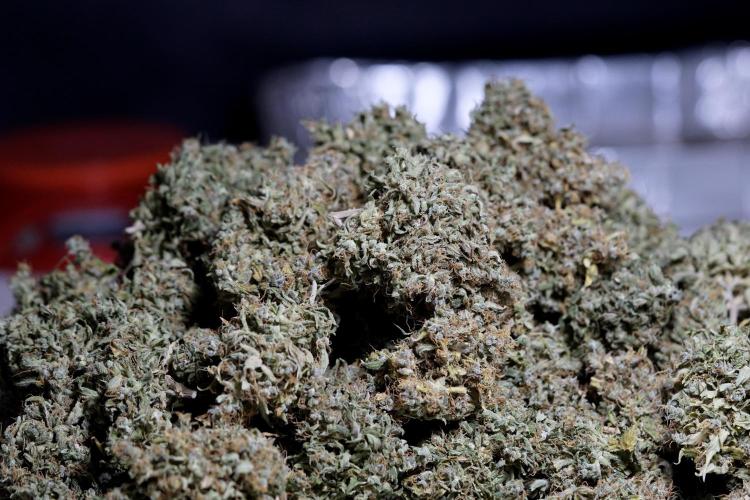 Dognabis 035 Permanent Marker (Zamnesia). Week 13 - PM #2