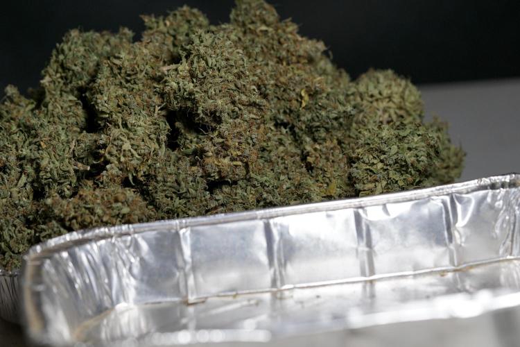 Dognabis 035 Permanent Marker (Zamnesia). Week 13 - PM #2