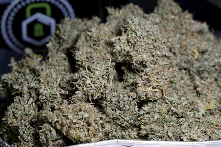 Dognabis 035 Permanent Marker (Zamnesia). Week 13 - PM #2