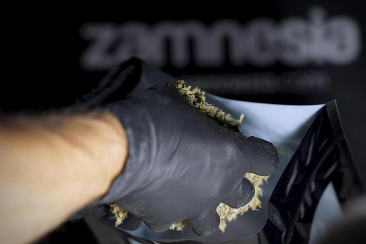 Dognabis 035 Permanent Marker (Zamnesia). Week 13 - PM #2