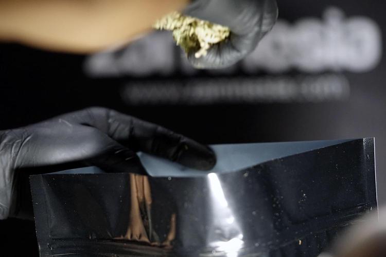 Dognabis 035 Permanent Marker (Zamnesia). Week 13 - PM #2