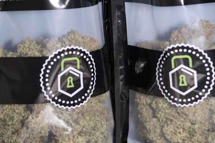 Dognabis 035 Permanent Marker (Zamnesia). Week 13 - PM #2