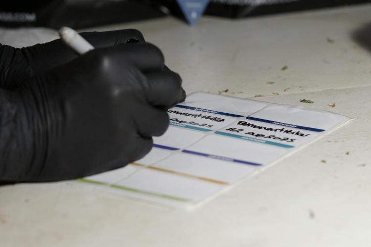 Dognabis 035 Permanent Marker (Zamnesia). Week 13 - PM #2