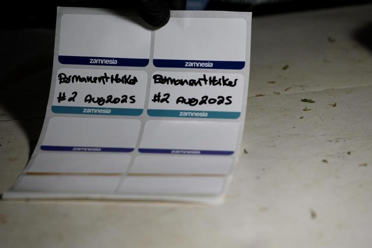 Dognabis 035 Permanent Marker (Zamnesia). Week 13 - PM #2