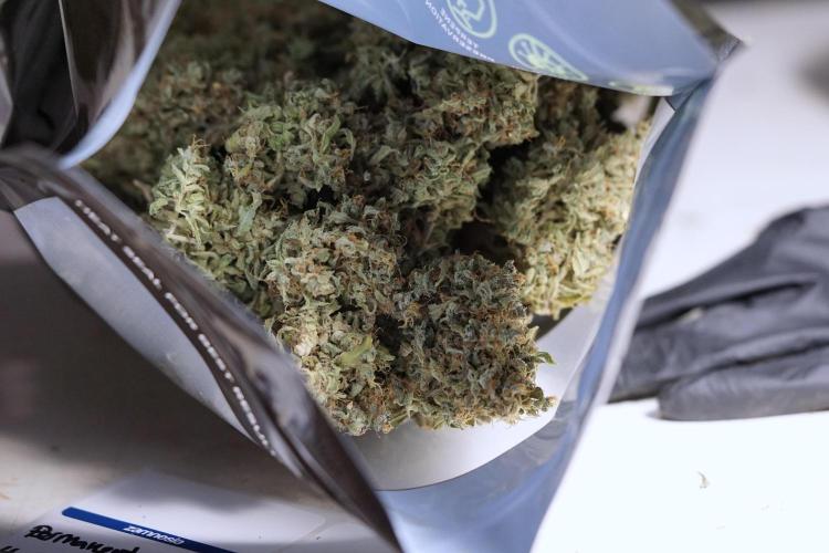 Dognabis 035 Permanent Marker (Zamnesia). Week 13 - PM #2