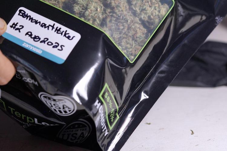 Dognabis 035 Permanent Marker (Zamnesia). Week 13 - PM #2