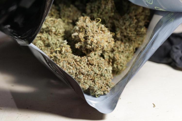 Dognabis 035 Permanent Marker (Zamnesia). Week 13 - PM #2