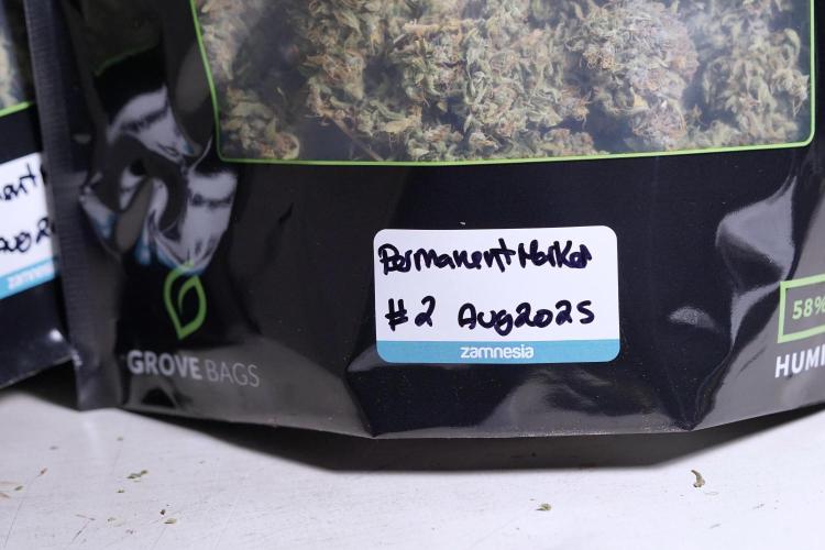 Dognabis 035 Permanent Marker (Zamnesia). Week 13 - PM #2