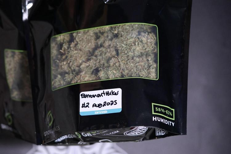 Dognabis 035 Permanent Marker (Zamnesia). Week 13 - PM #2