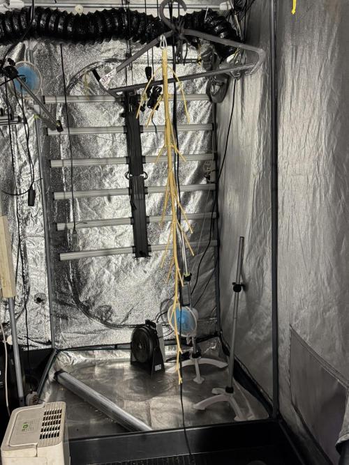 Dognabis 035 Permanent Marker (Zamnesia). Week 13 - PM #2