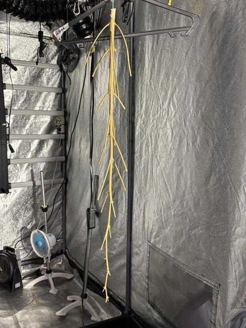 Dognabis 035 Permanent Marker (Zamnesia). Week 13 - PM #2