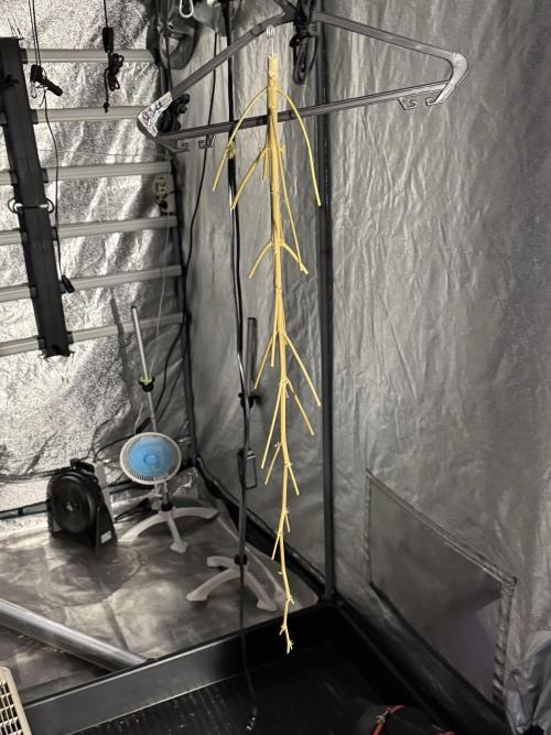 Dognabis 035 Permanent Marker (Zamnesia). Week 13 - PM #2