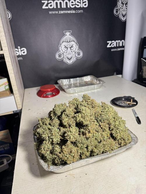 Dognabis 035 Permanent Marker (Zamnesia). Week 13 - PM #2