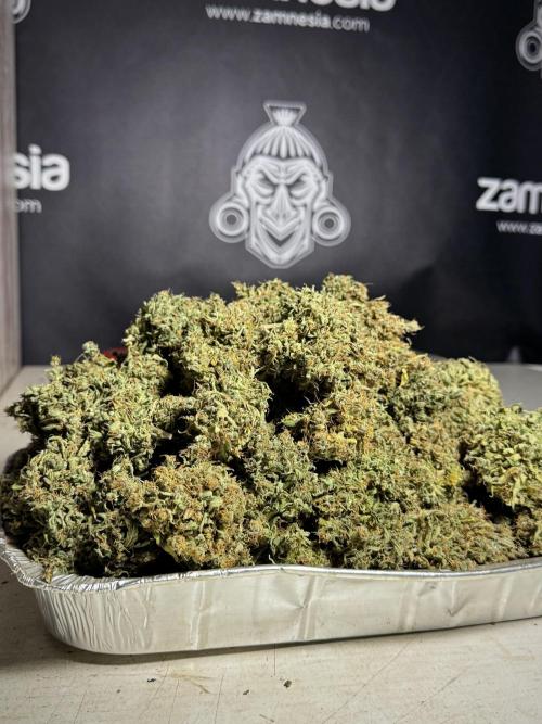 Dognabis 035 Permanent Marker (Zamnesia). Week 13 - PM #2