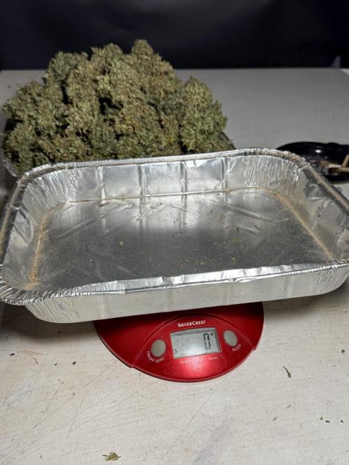 Dognabis 035 Permanent Marker (Zamnesia). Week 13 - PM #2