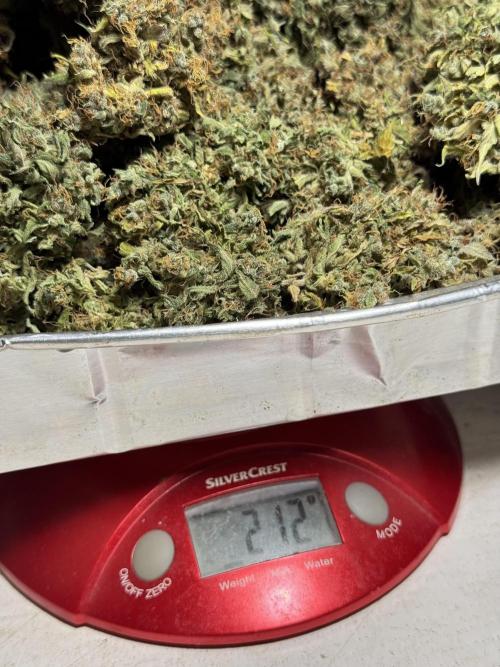 Dognabis 035 Permanent Marker (Zamnesia). Week 13 - PM #2