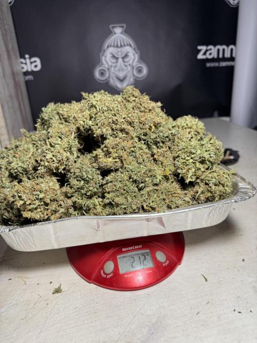 Dognabis 035 Permanent Marker (Zamnesia). Week 13 - PM #2