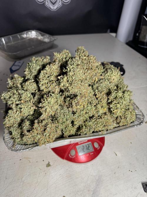 Dognabis 035 Permanent Marker (Zamnesia). Week 13 - PM #2