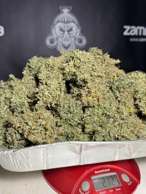 Dognabis 035 Permanent Marker (Zamnesia). Week 13 - PM #2