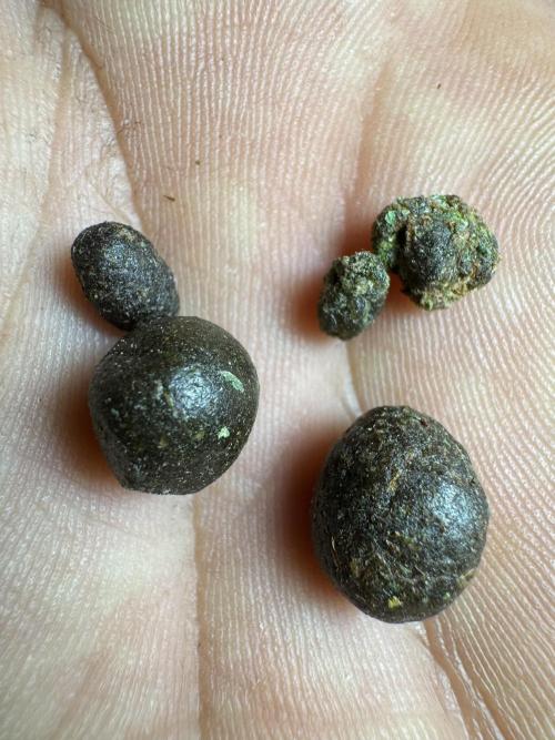 Dognabis 035 Permanent Marker (Zamnesia). Week 13 - PM #2