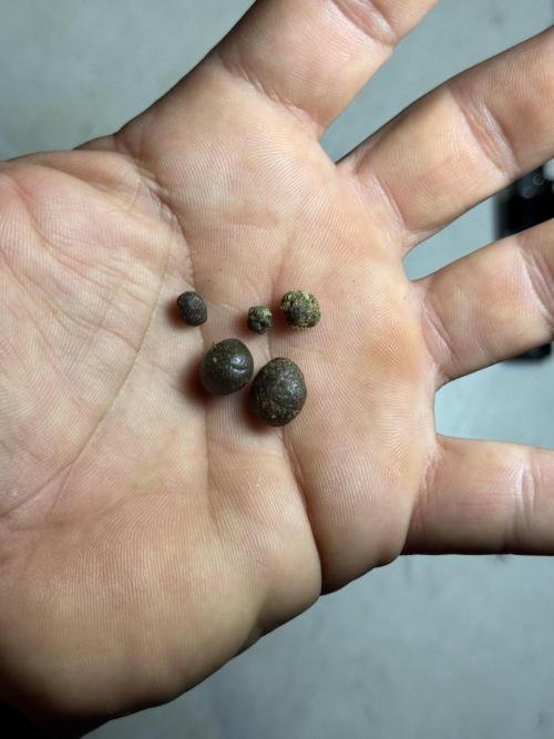 Dognabis 035 Permanent Marker (Zamnesia). Week 13 - PM #2