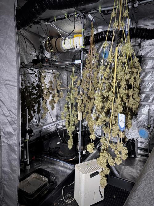 BlueBerry by Zamnesia Seeds. Week 15 - Drying 