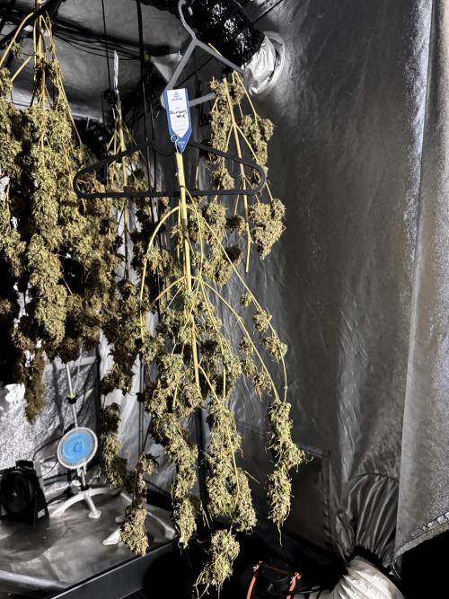 BlueBerry by Zamnesia Seeds. Week 15 - Drying 
