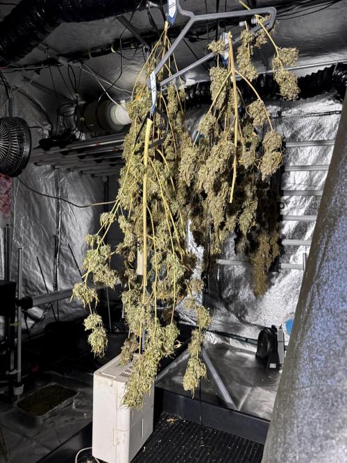 BlueBerry by Zamnesia Seeds. Week 15 - Drying 