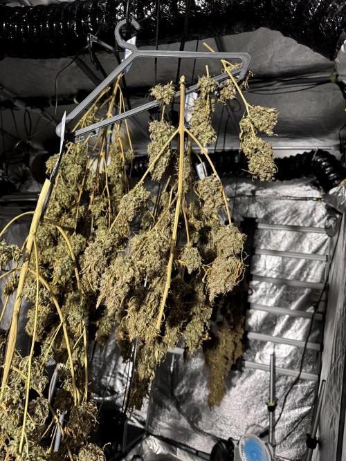 BlueBerry by Zamnesia Seeds. Week 15 - Drying 