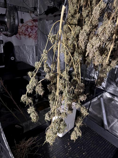 BlueBerry by Zamnesia Seeds. Week 15 - Drying 