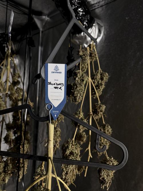 BlueBerry by Zamnesia Seeds. Week 15 - Drying 