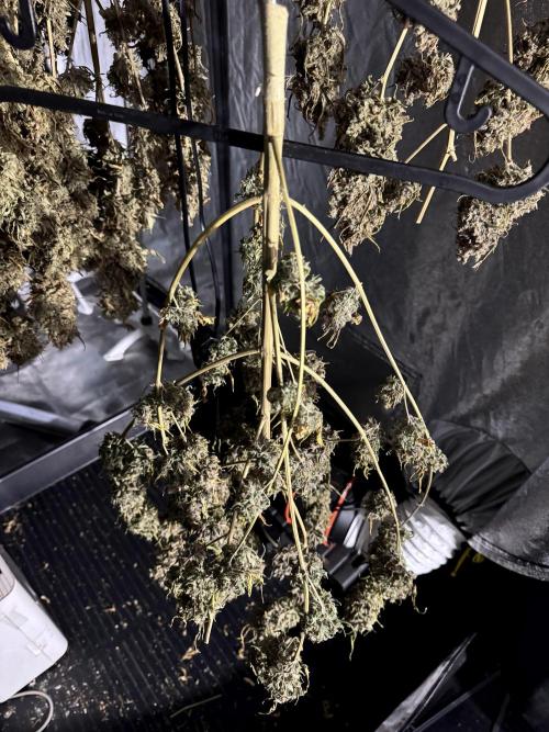 BlueBerry by Zamnesia Seeds. Week 15 - Drying 