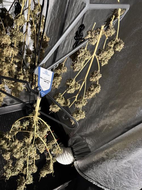 BlueBerry by Zamnesia Seeds. Week 15 - Drying 