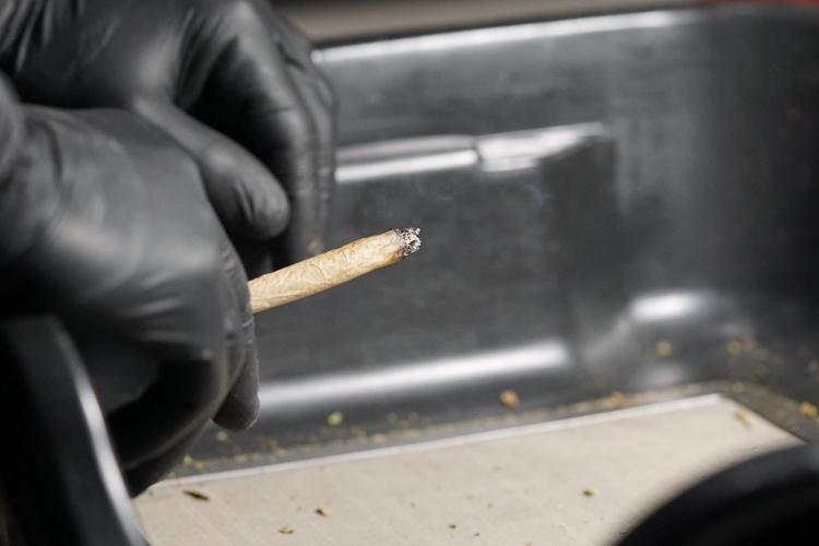 BlueBerry by Zamnesia Seeds. Week 15 - Lets do this 