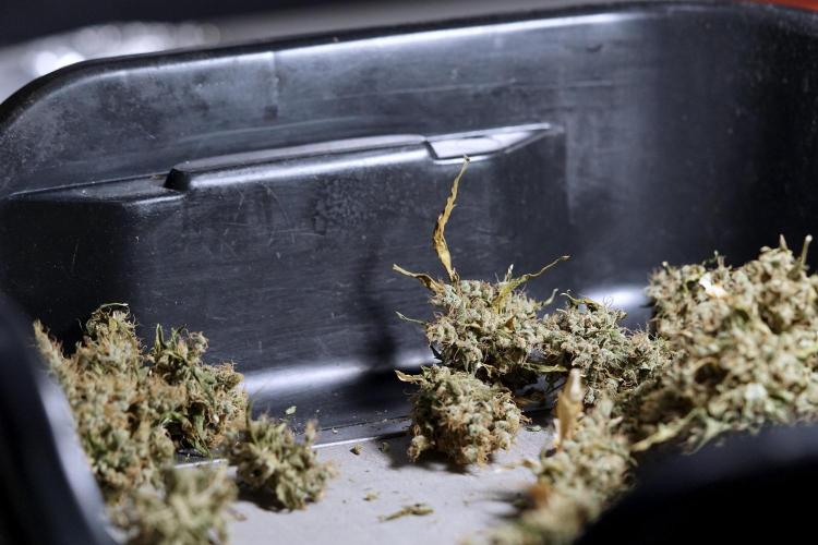 BlueBerry by Zamnesia Seeds. Week 15 - BB#1