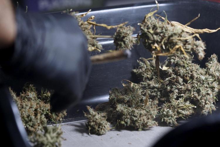 BlueBerry by Zamnesia Seeds. Week 15 - BB#1