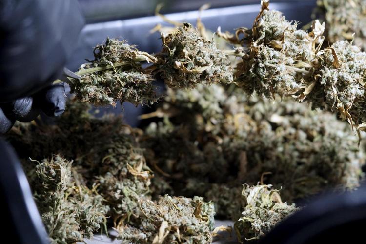 BlueBerry by Zamnesia Seeds. Week 15 - BB#1