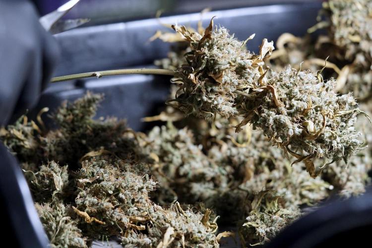 BlueBerry by Zamnesia Seeds. Week 15 - BB#1