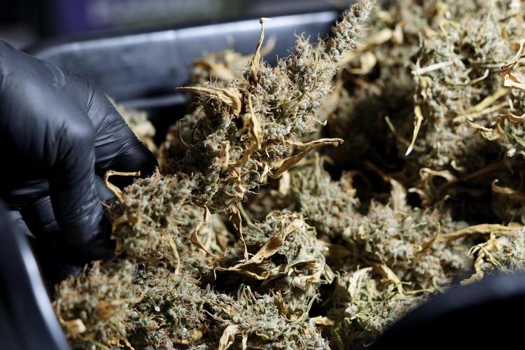 BlueBerry by Zamnesia Seeds. Week 15 - BB#1