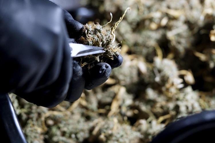 BlueBerry by Zamnesia Seeds. Week 15 - BB#1