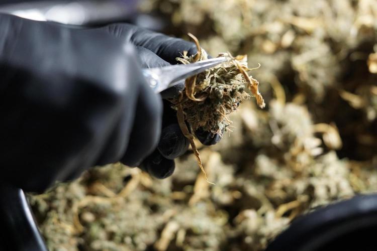 BlueBerry by Zamnesia Seeds. Week 15 - BB#1