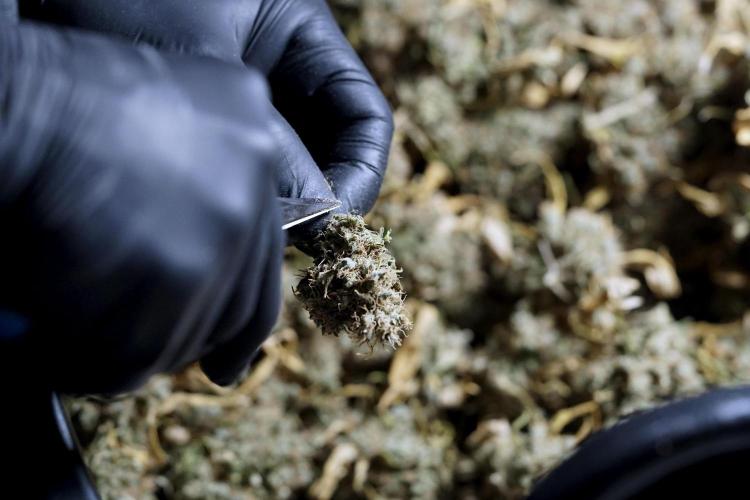 BlueBerry by Zamnesia Seeds. Week 15 - BB#1