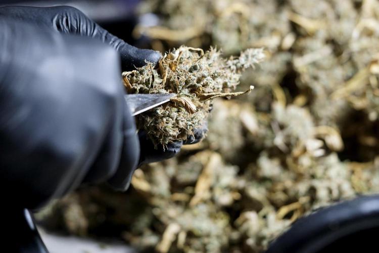 BlueBerry by Zamnesia Seeds. Week 15 - BB#1