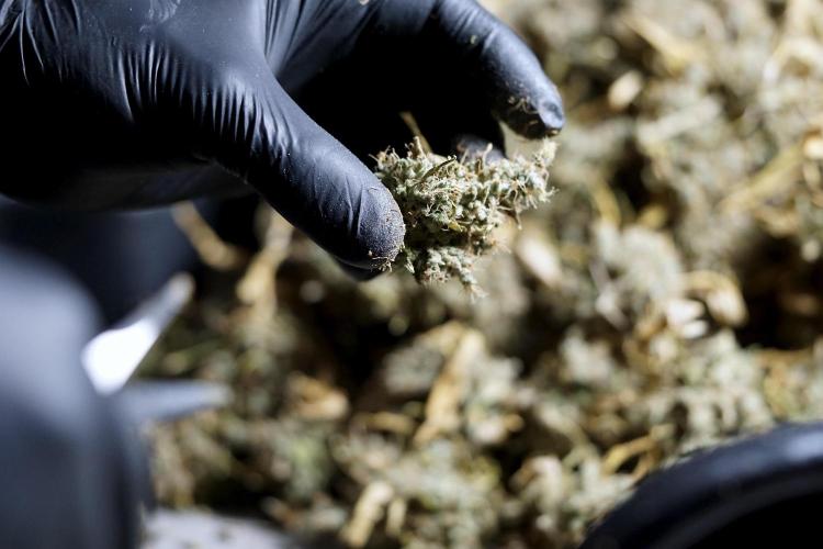 BlueBerry by Zamnesia Seeds. Week 15 - BB#1