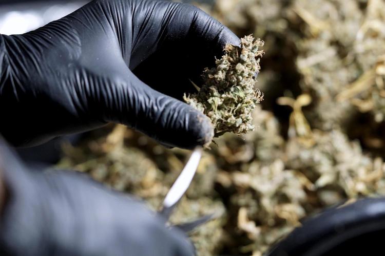 BlueBerry by Zamnesia Seeds. Week 15 - BB#1