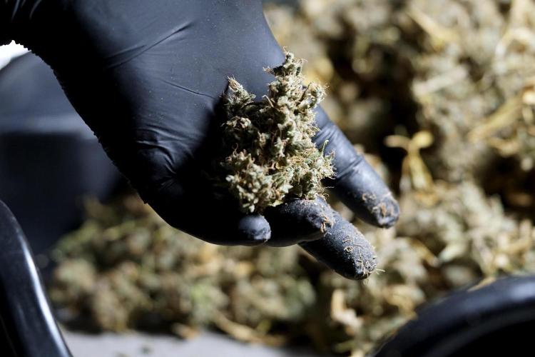 BlueBerry by Zamnesia Seeds. Week 15 - BB#1